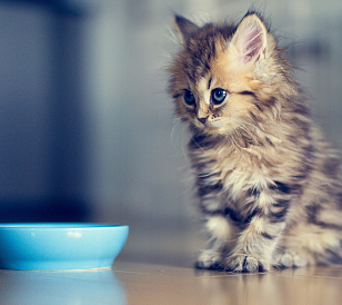 11 meilleurs aliments pour chatons