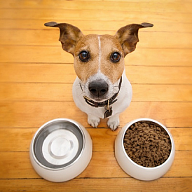 9 meilleurs aliments holistiques pour chiens