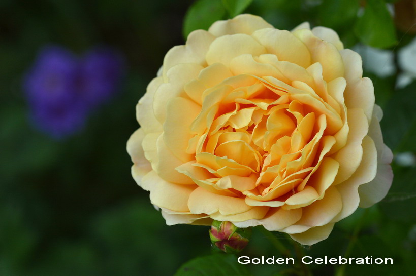 Rose Rose Bush Golden Celebration Acheter