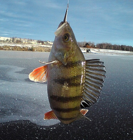 14 najboljih balansera za zimski ribolov