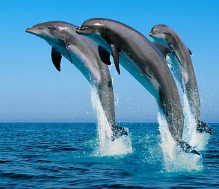 9 parasta Crimean delfinaariota