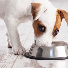 10 millors aliments per a gossos de races petites