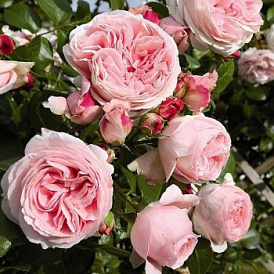6 parasta lajia kiipeilyä ruusuja