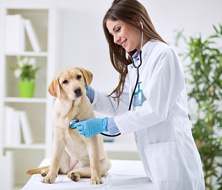 14 millors clíniques veterinàries a Moscou
