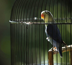 8 millors gàbies per a ocells
