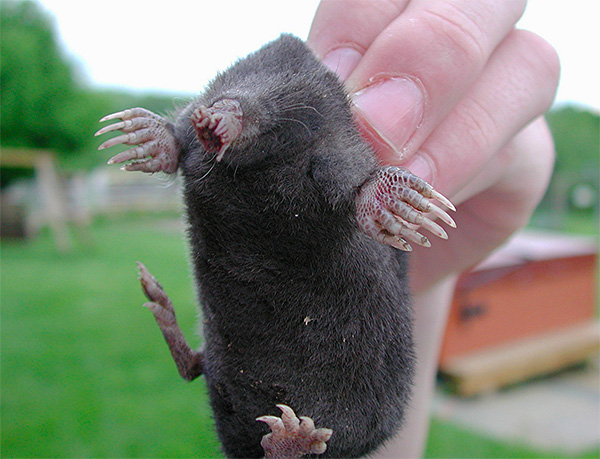 Starship Mole suudab sekundi murdosas kindlaks teha, kas objekt on söödav.