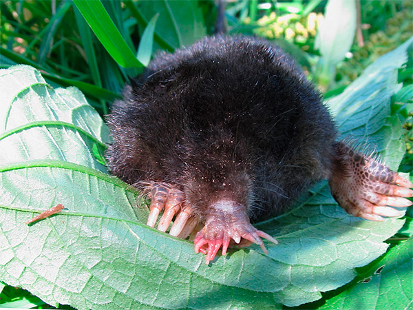 Veel üks foto mooli-tähest.