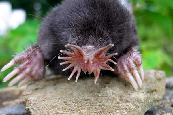 Mole Star of Stars (muidu - Starship)
